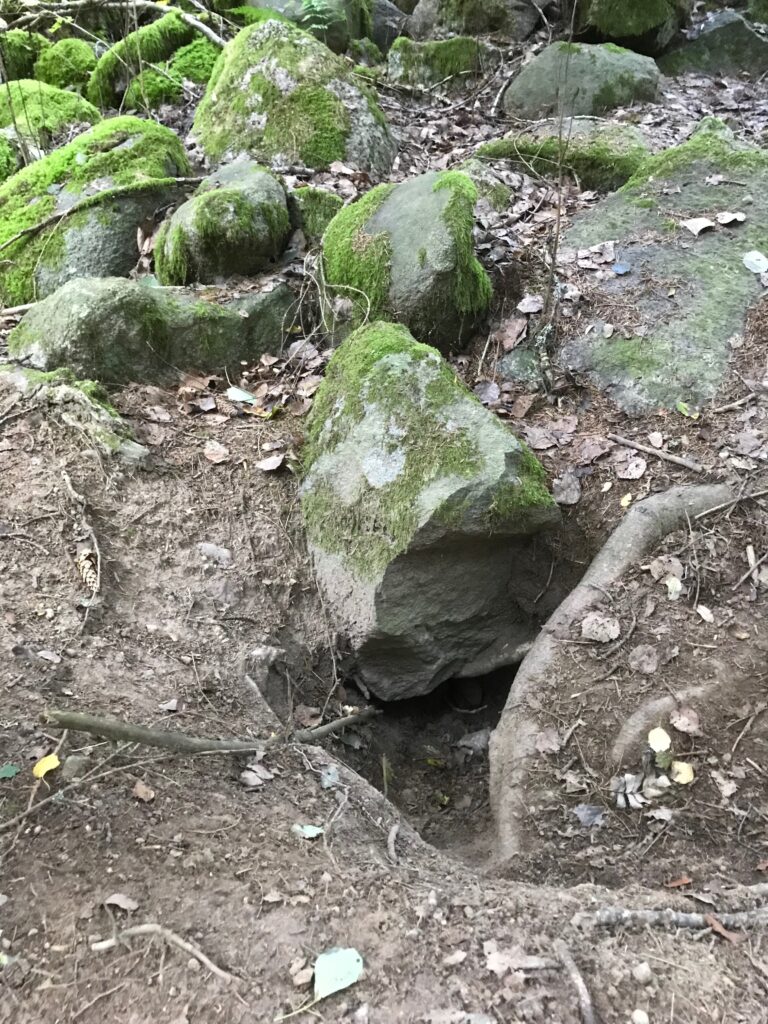I stenrösen passar också rävar och grävlingar på att anlägga sina gryt.