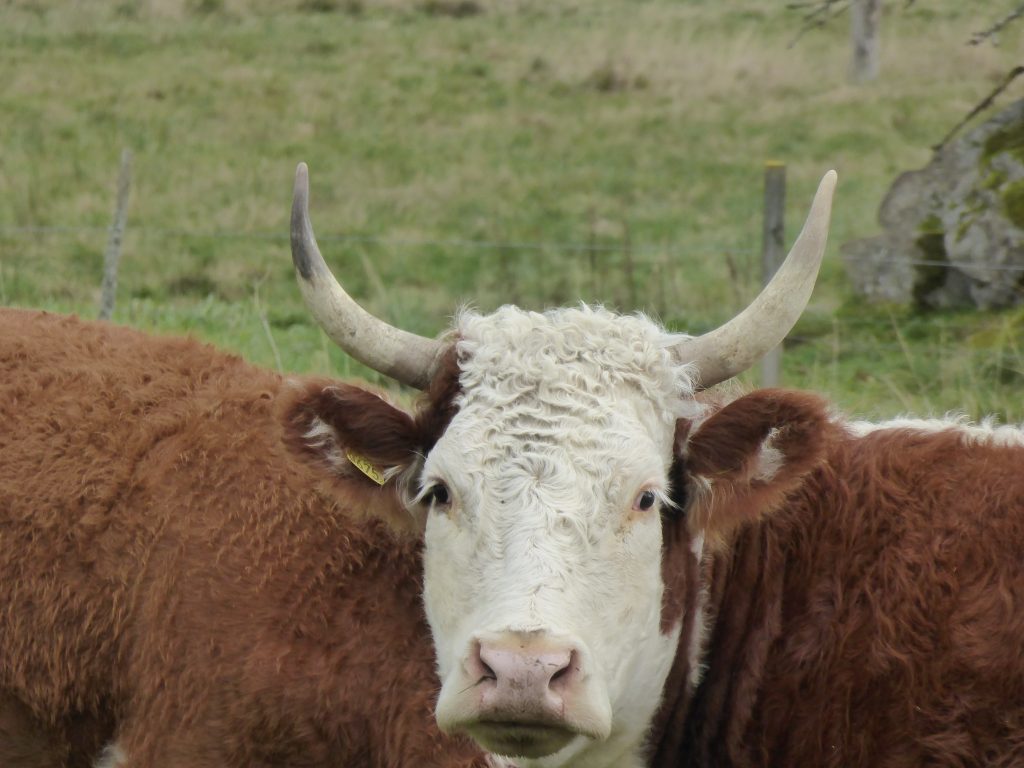 Inte ofta man ser så här vackra horn numera när de flesta avhornar sin boskap.